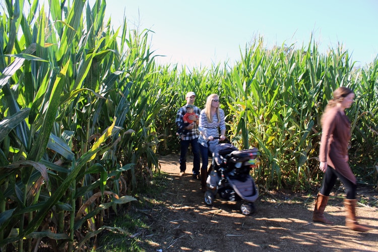 Area corn mazes:  Take time off from the rat race and adventure back to the land