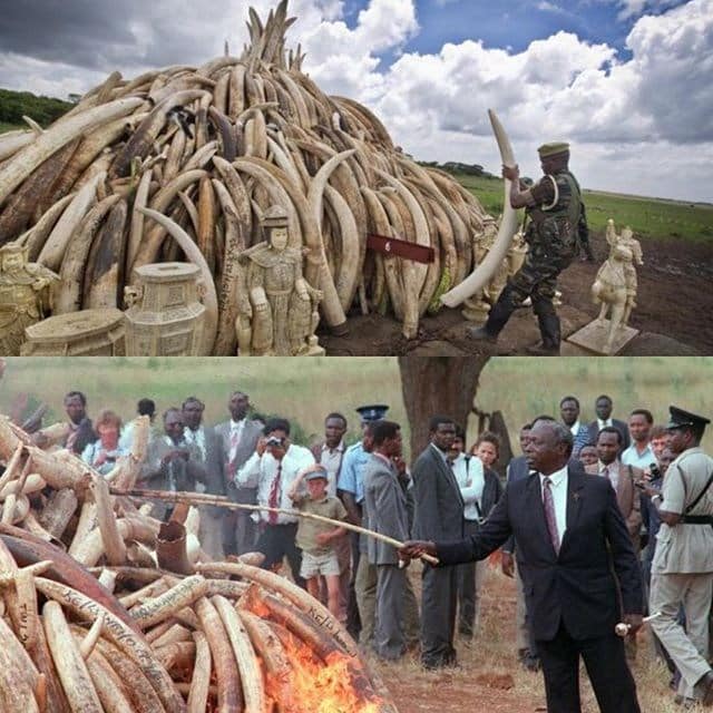 Storify:  Kenyan government takes elephant lives by the tusks with historic burnings