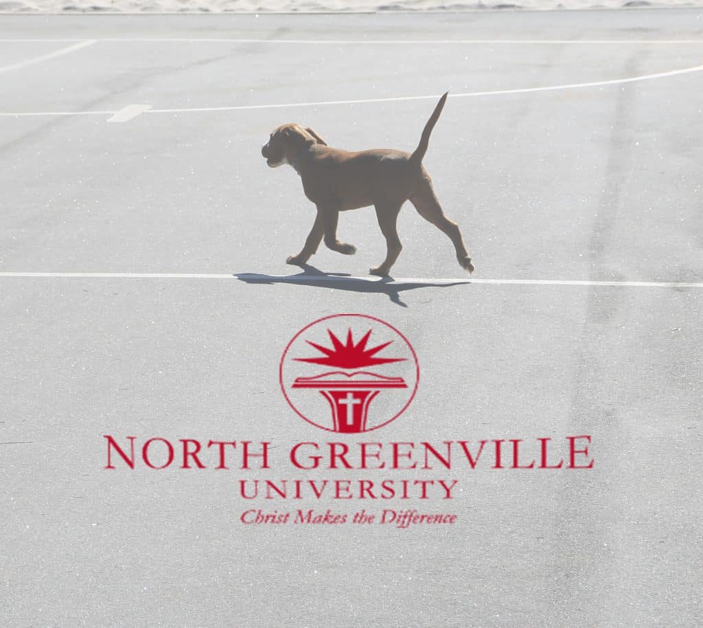 NGU students welcome puppies & kittens for a day