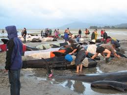 Storify: Hundreds of whales stranded in New Zealand