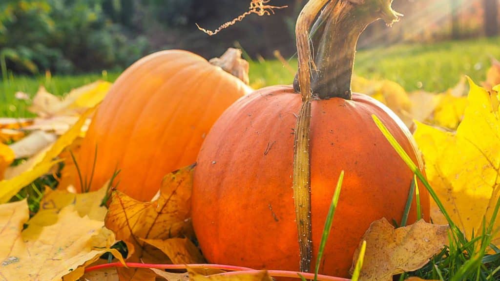 Five fun fall festivities to fall for