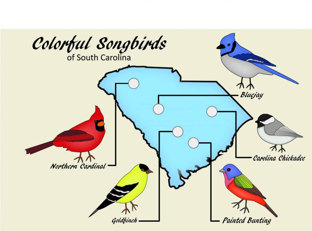 It’s National Bird Day – check out these colorful SC songbirds