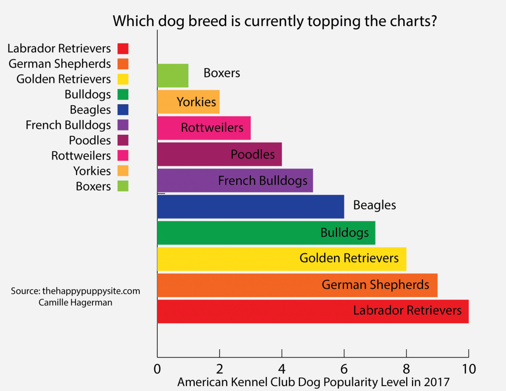 It’s National Dog Day – learn more about popular dog breeds