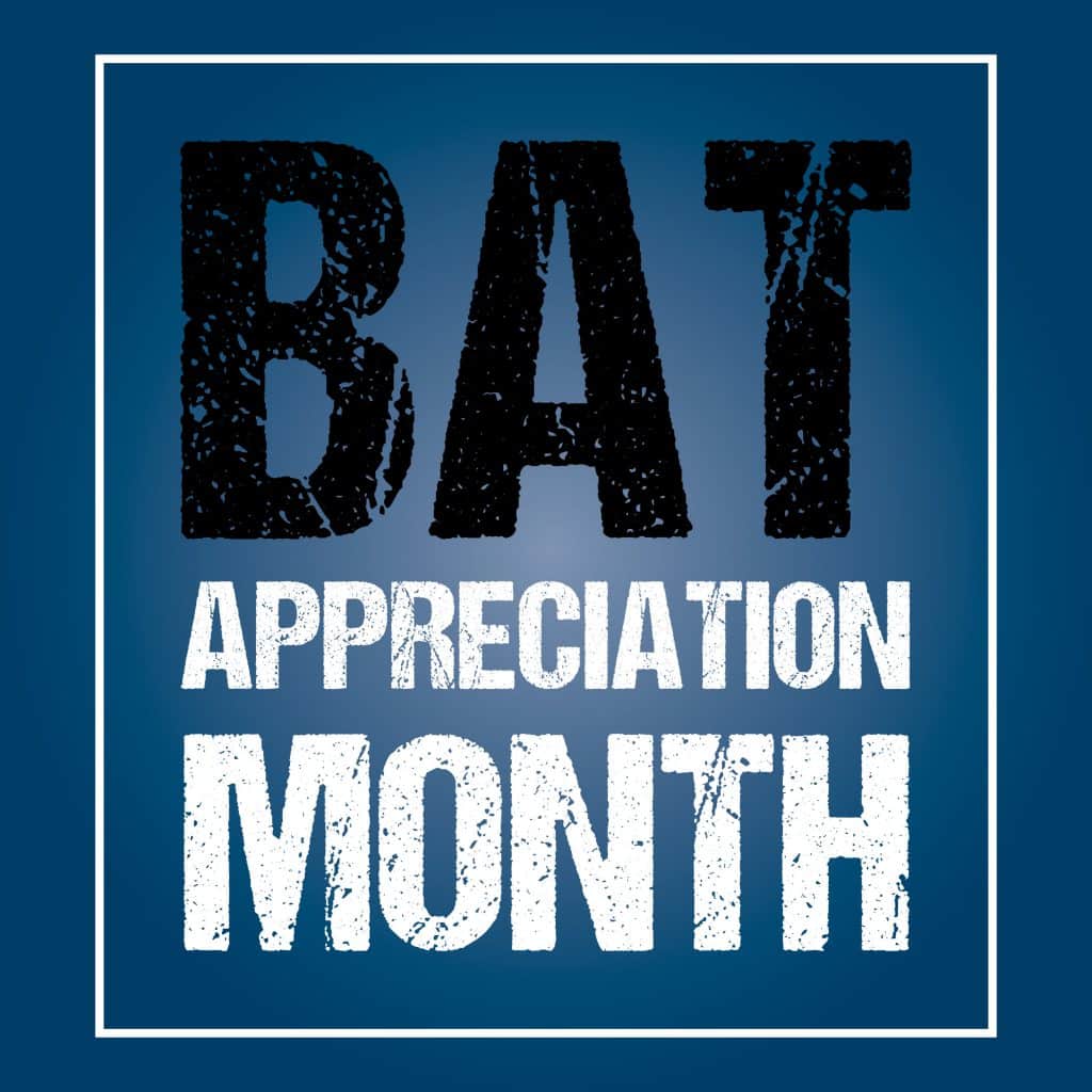 Prepare for Bat Appreciation Month with these facts about bats