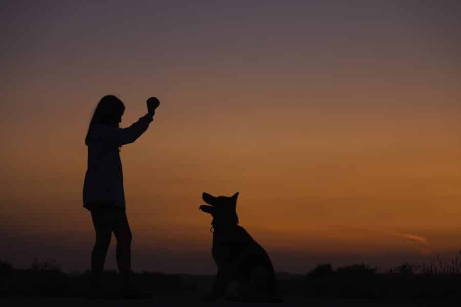 Tips on how to train your dog effectively