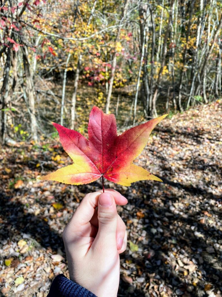 Ten days of Thanksgiving: day five, fall leaves