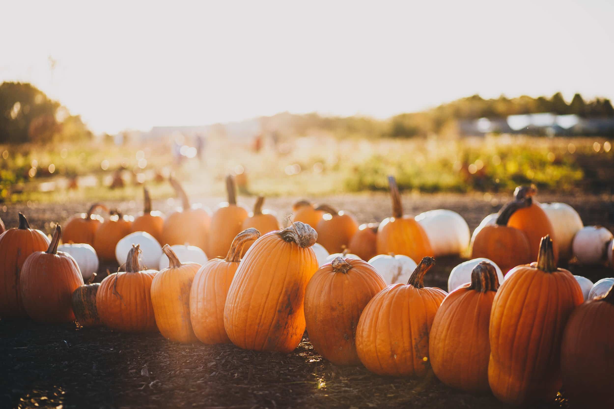 Freshly plucked pumpkins from a patch.Source: unsplash.com
