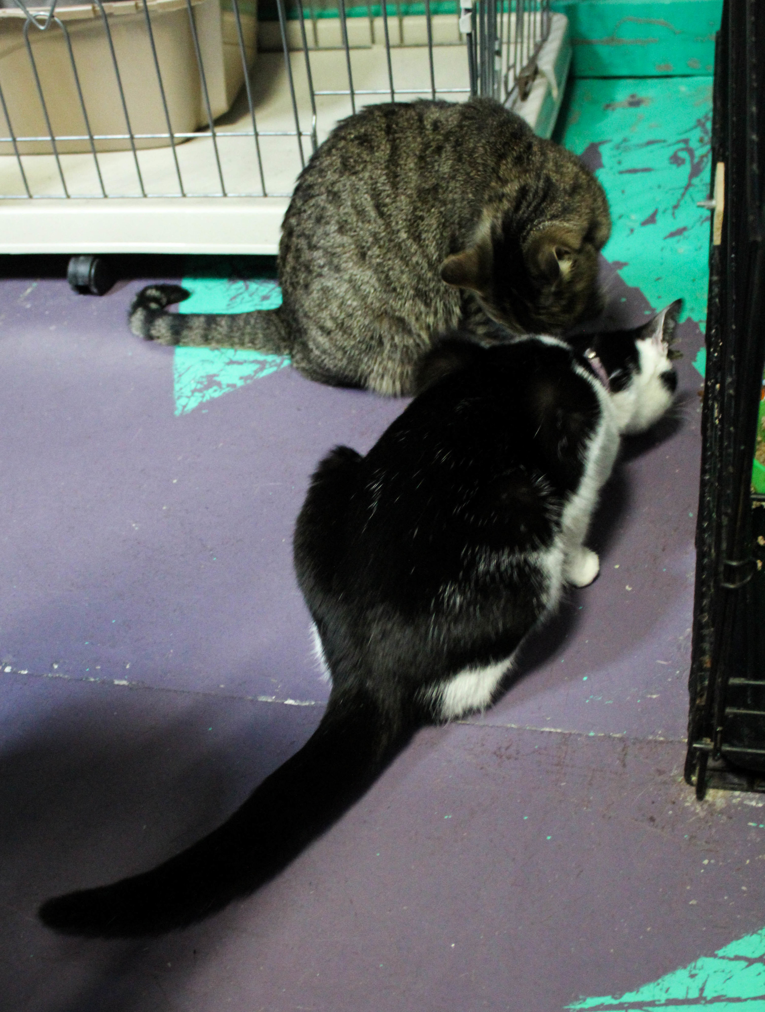 Two cats huddle together in the lower level of the OCC by the food station.