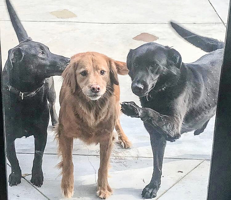 Ben Johnson, senior sport management major, has three rescue dogs in his home. From left to right, their names are Houston, Zoey and Carolina.
