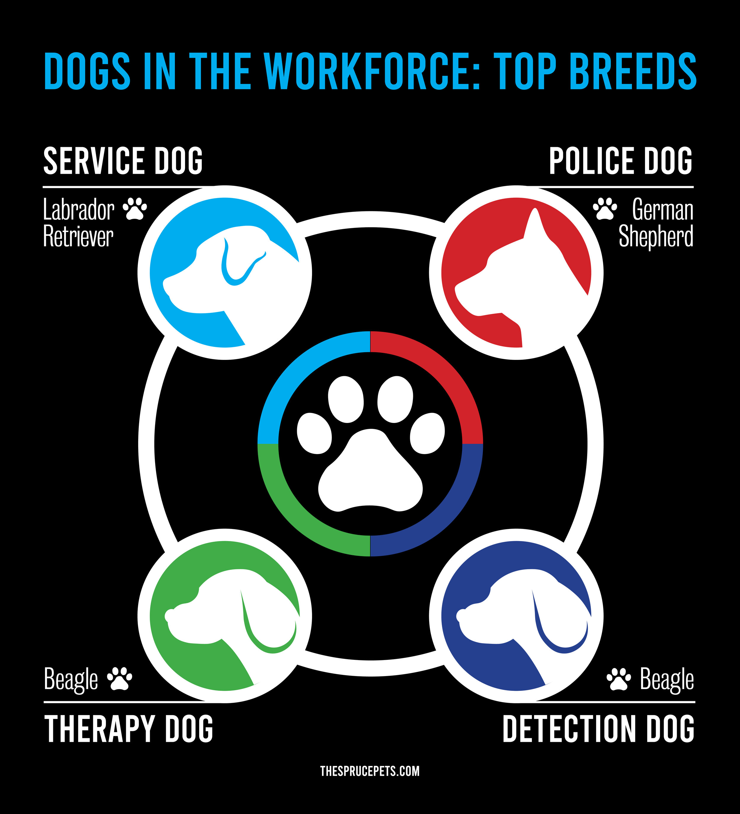 Dogs serve many duties in the workforce. Here are a few of their jobs and the most common breed that serves in each position.