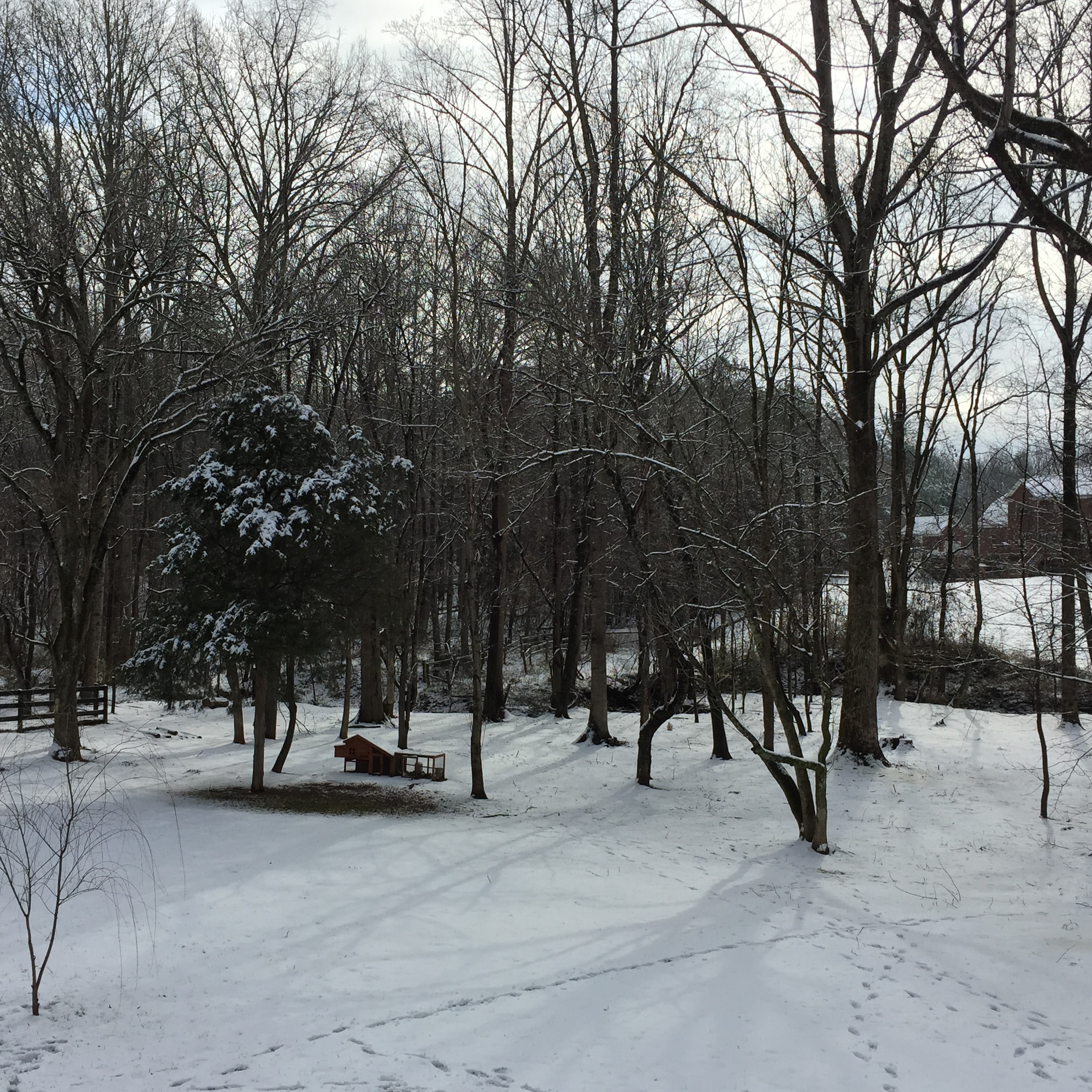 Backyard winter wonderland! Photo by Abbi Webb&nbsp;