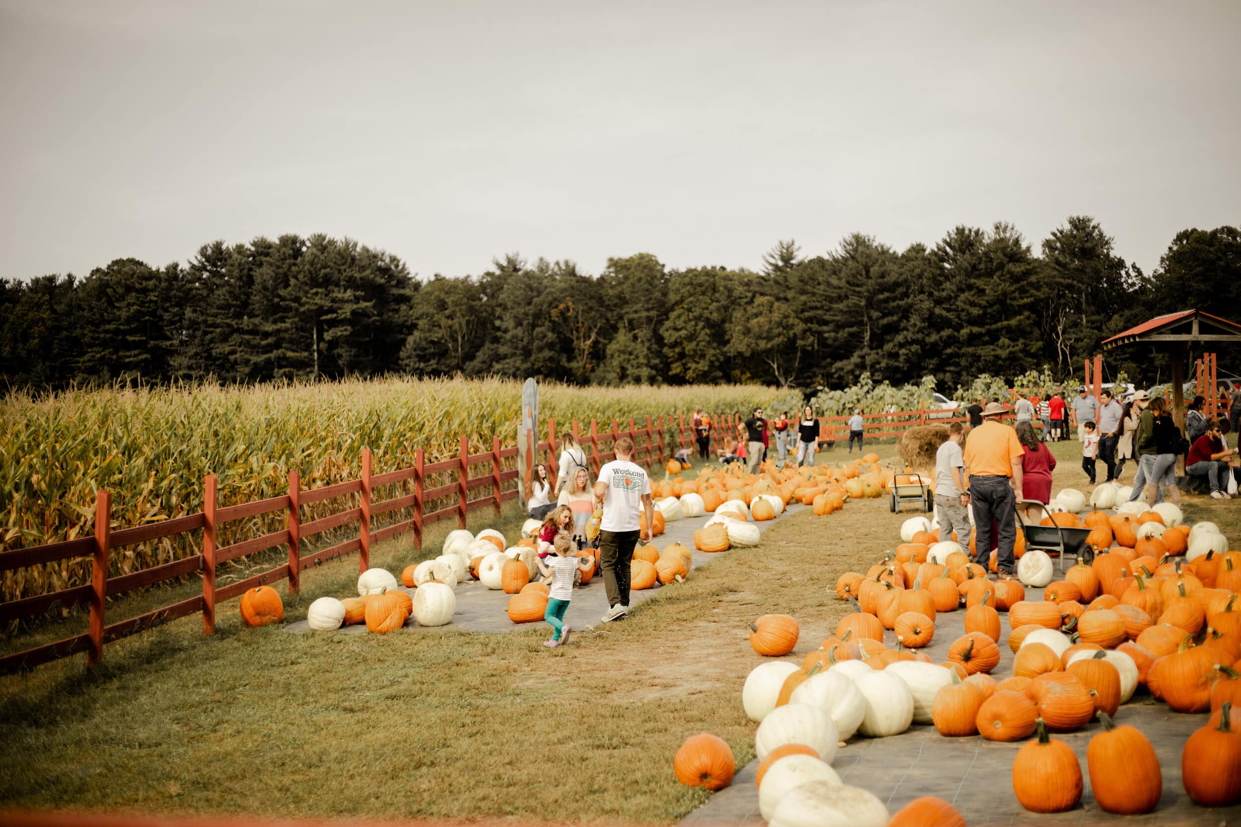 Apples arent the only thing you can pick at Grandads. A pumpkin patch also awaits.