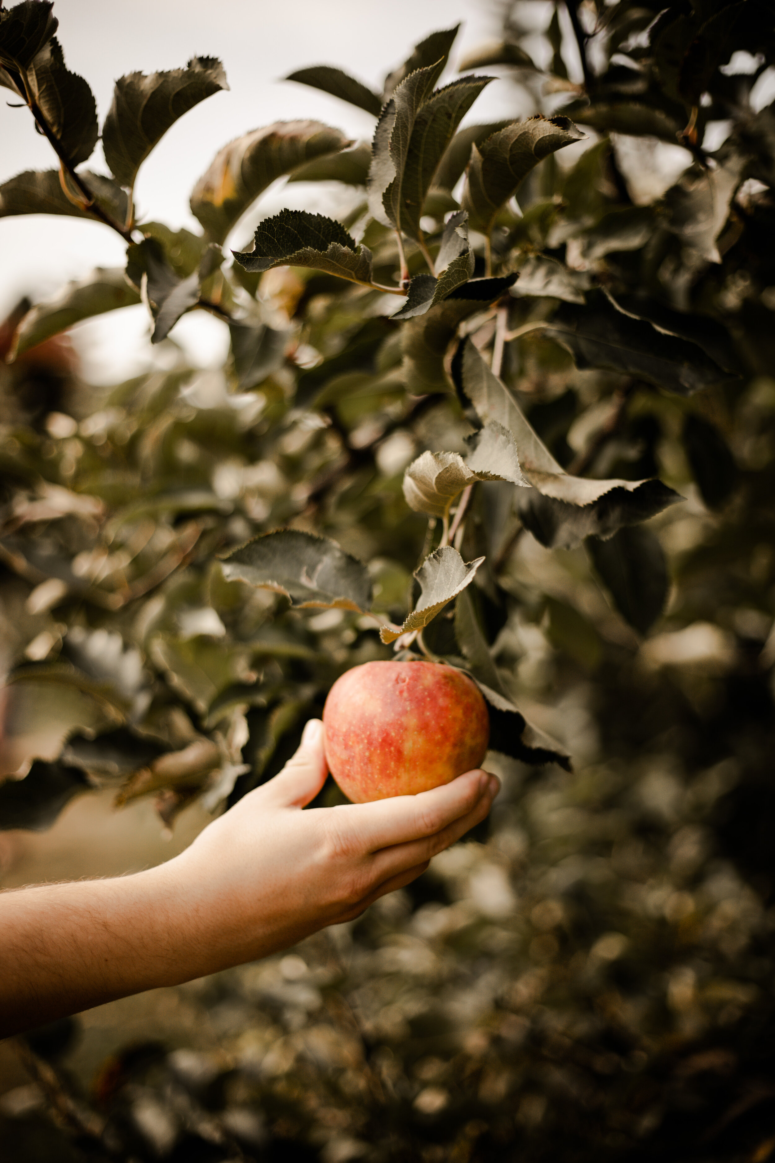 The orchard has many different types of apple trees to choose from. Make sure to plan a trip early in the season though. The apples get picked very quickly.