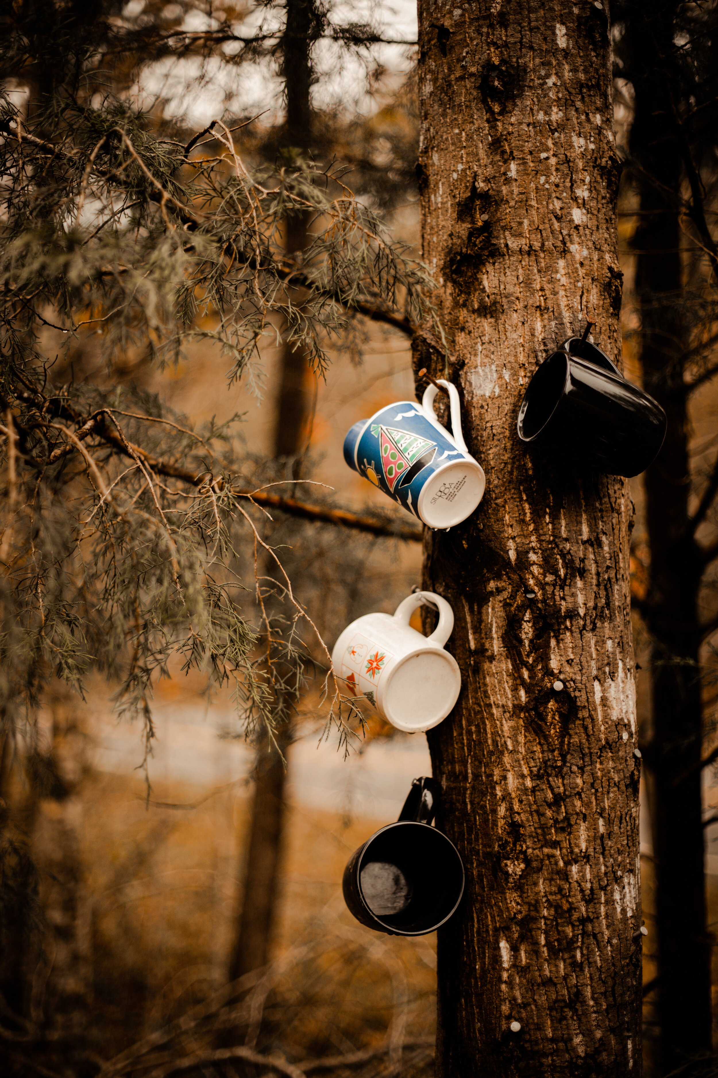 The mug tree is located off of Boswell Road just a few minutes away from NGU. And, as you probably guessed from the name, it is a tree covered with various mugs.