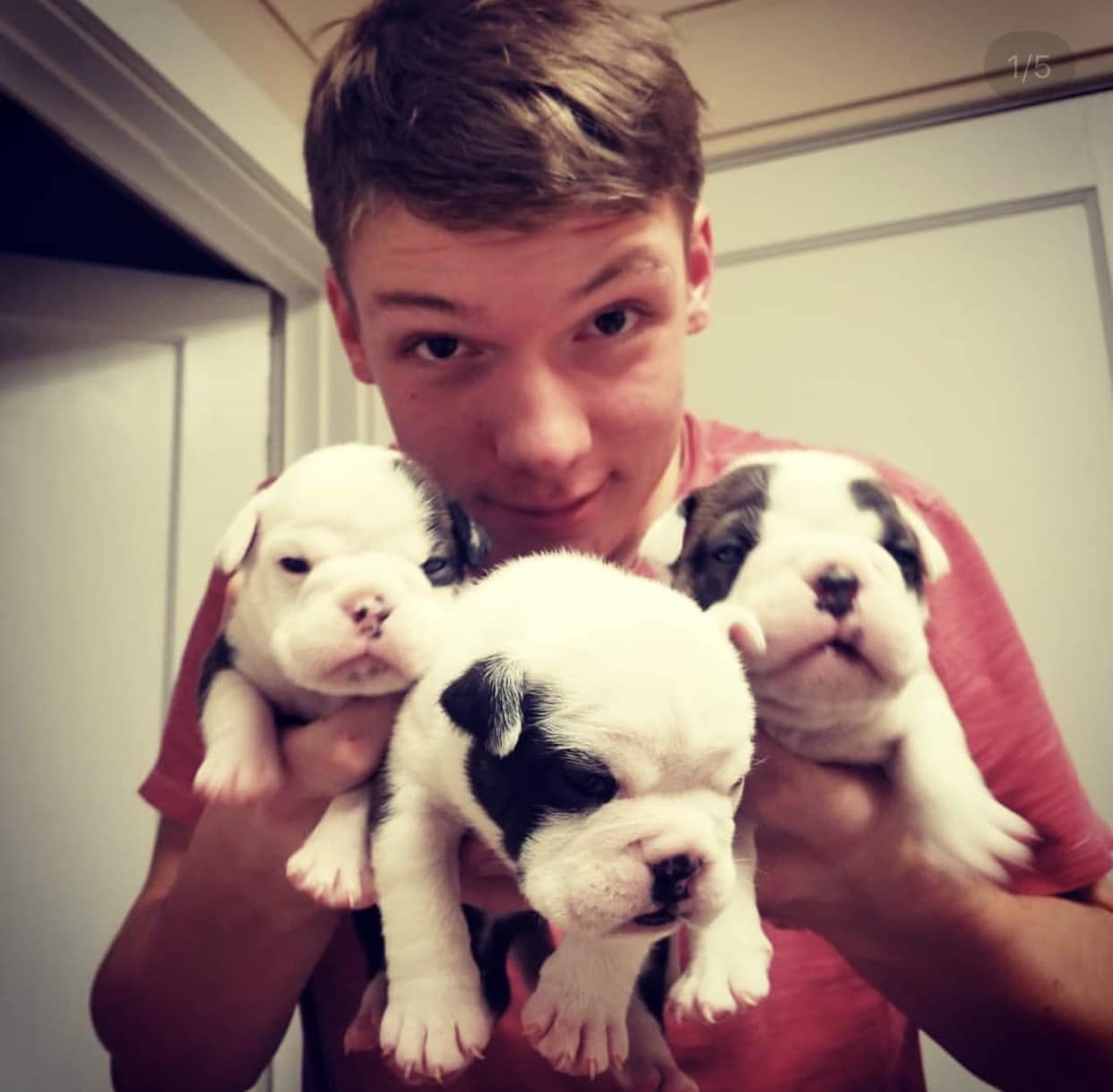 Caleb Allen, high school junior, with three of his brand-new French Bulldog puppies. His dog Angel had puppies less than a month ago, so his hands are full - no pun intended.