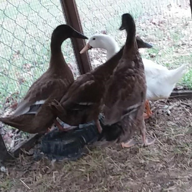 A few of sophomore Aaron Moodys familys ducks. Although it could be debated that a flock of birds is not really a pet, theyve been around for years and their farm wouldnt be the same without them.