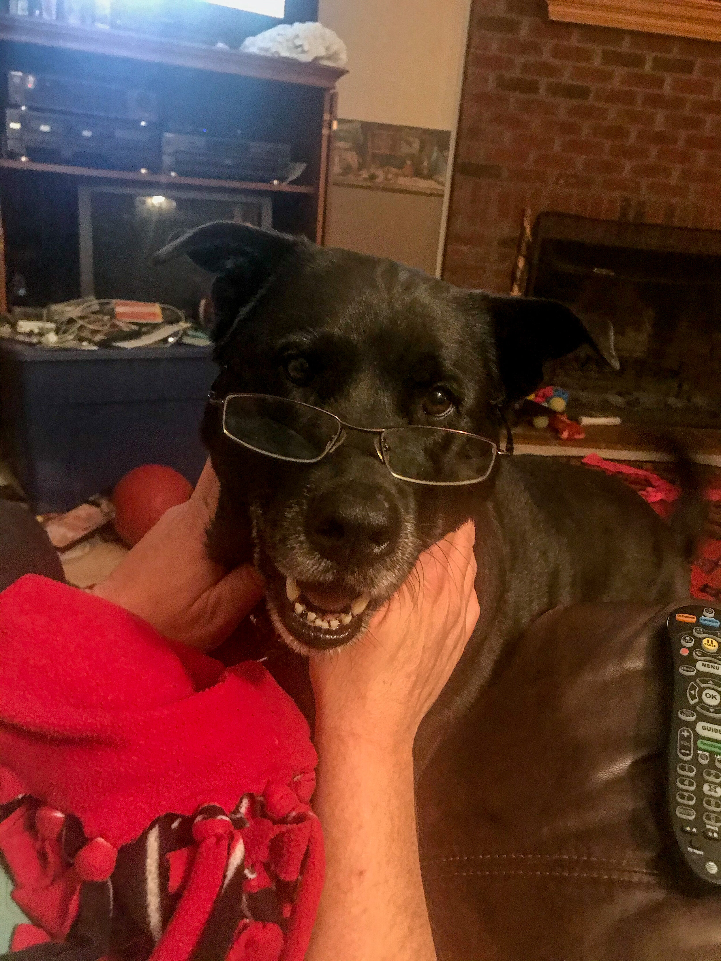 Cooper has the nickname Dr. Dog. The family puts glasses on him as a joke; he is definitely a large part of the family.