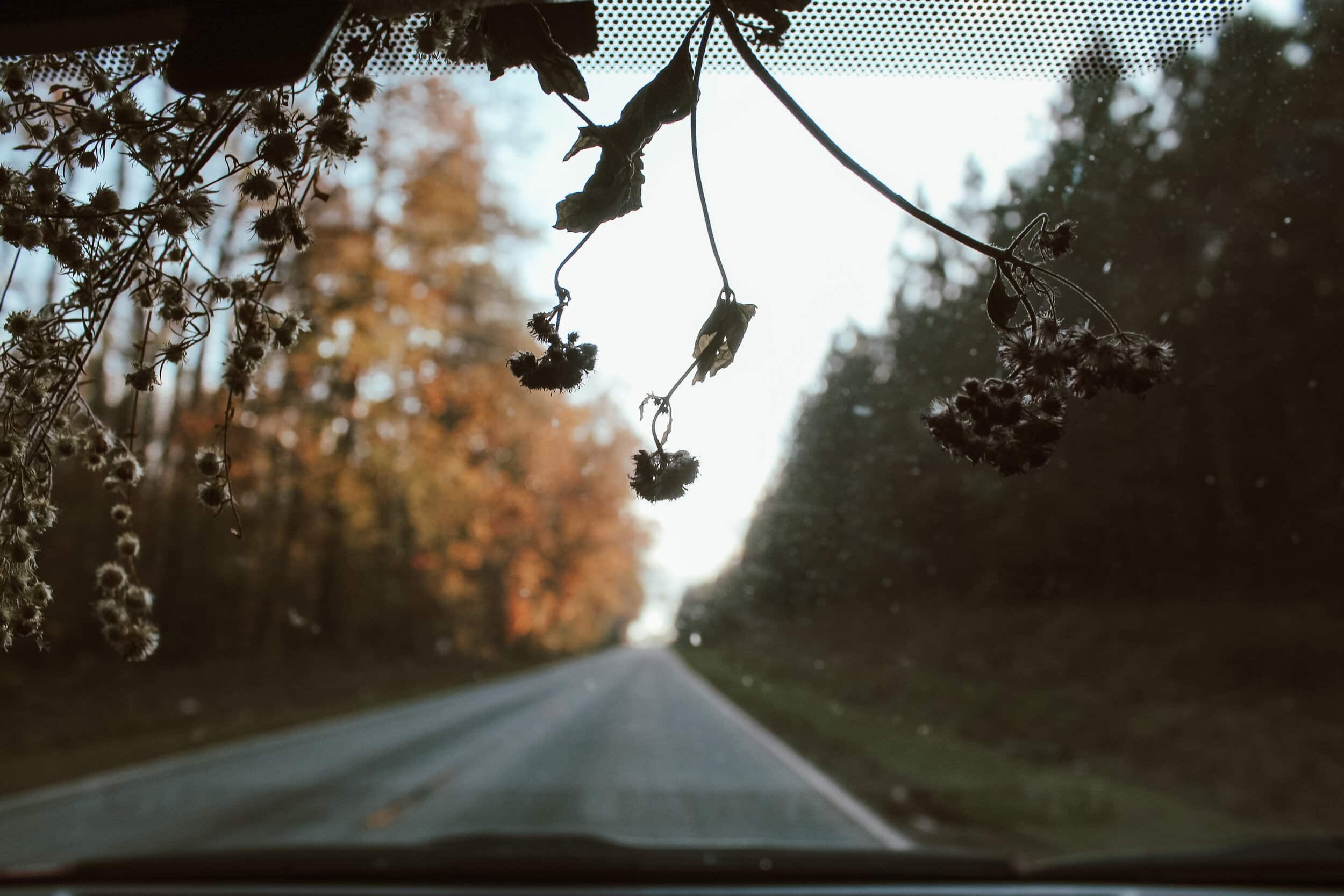 Many students drove back home for the first time since fall break. The view on the road was a pretty sight, with fall leaves at their brightest color of the season.