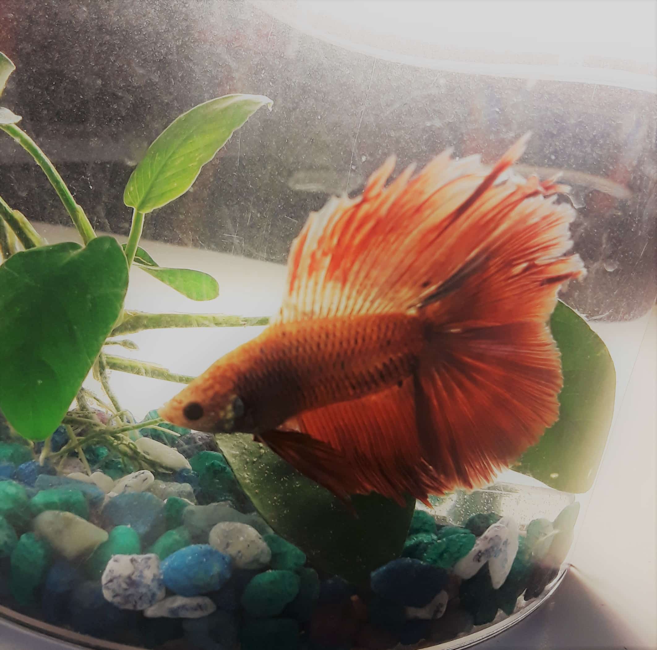 NGU students arent allowed cats or dogs on campus, but they can have fish. This is freshman Chloe Watsons beta fish, Taco.