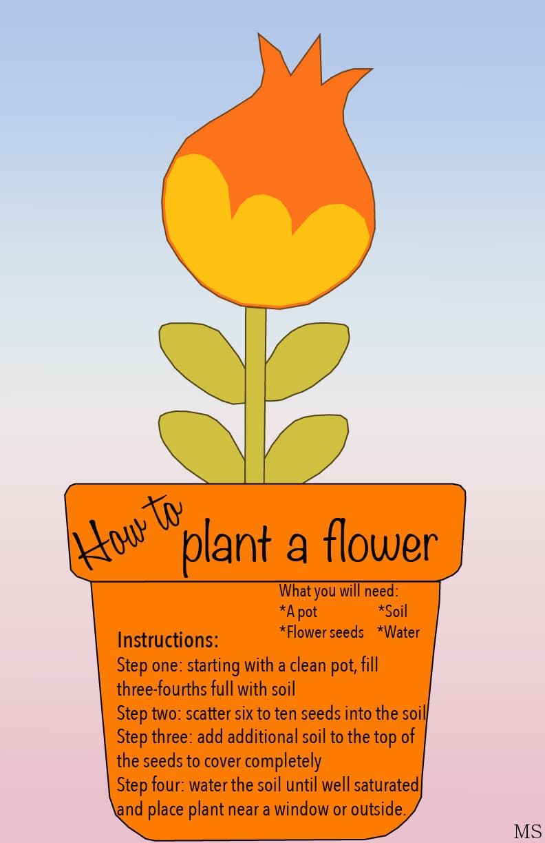 How to plant a flower just in time for spring.