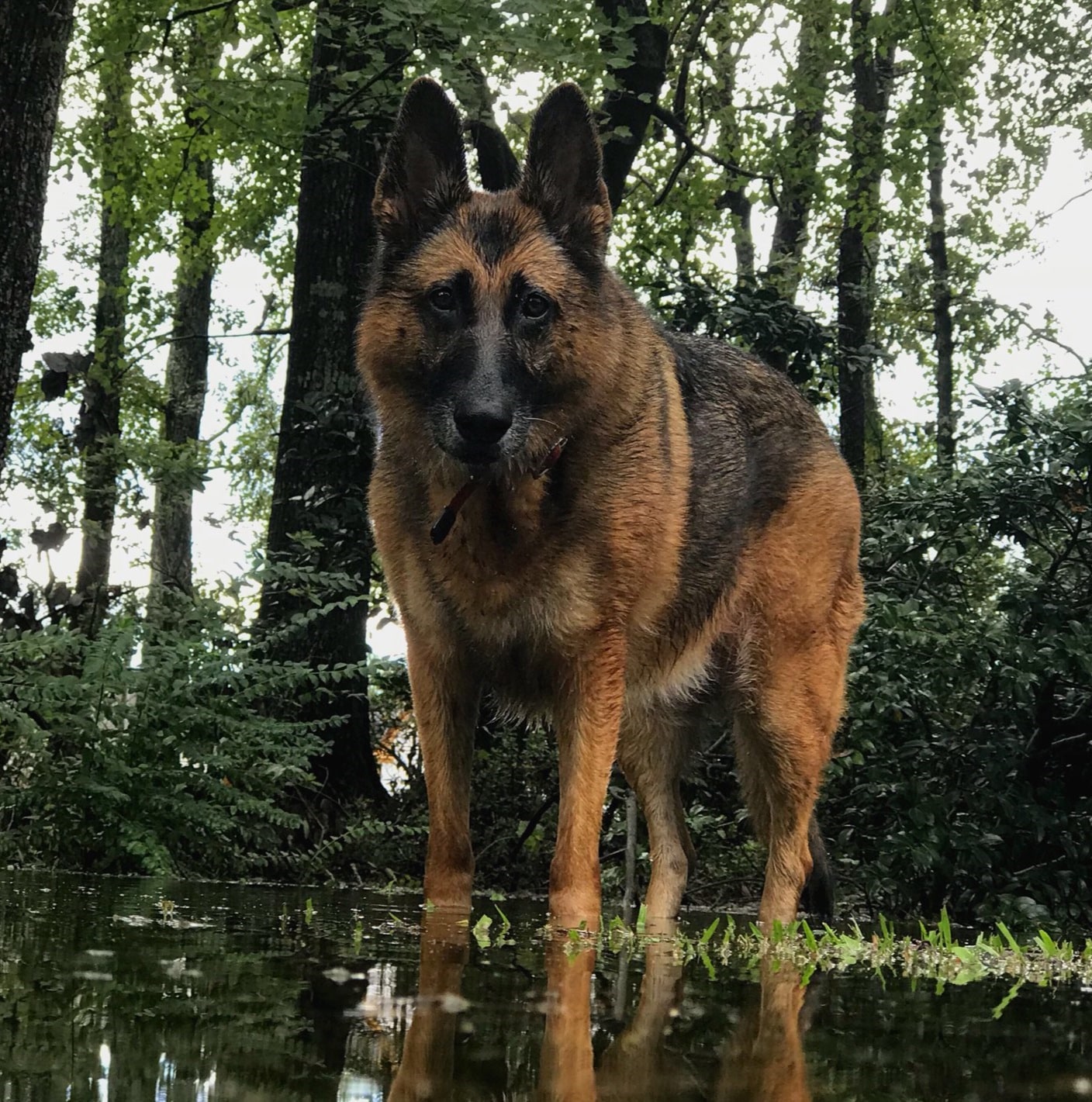 Sasha, Savannah Elgins (senior) German Shepherd. She is nearly ten years old, and has belonged to the Elgins almost her entire life. Dont let that face fool you - shes one of the sweetest dogs ever.