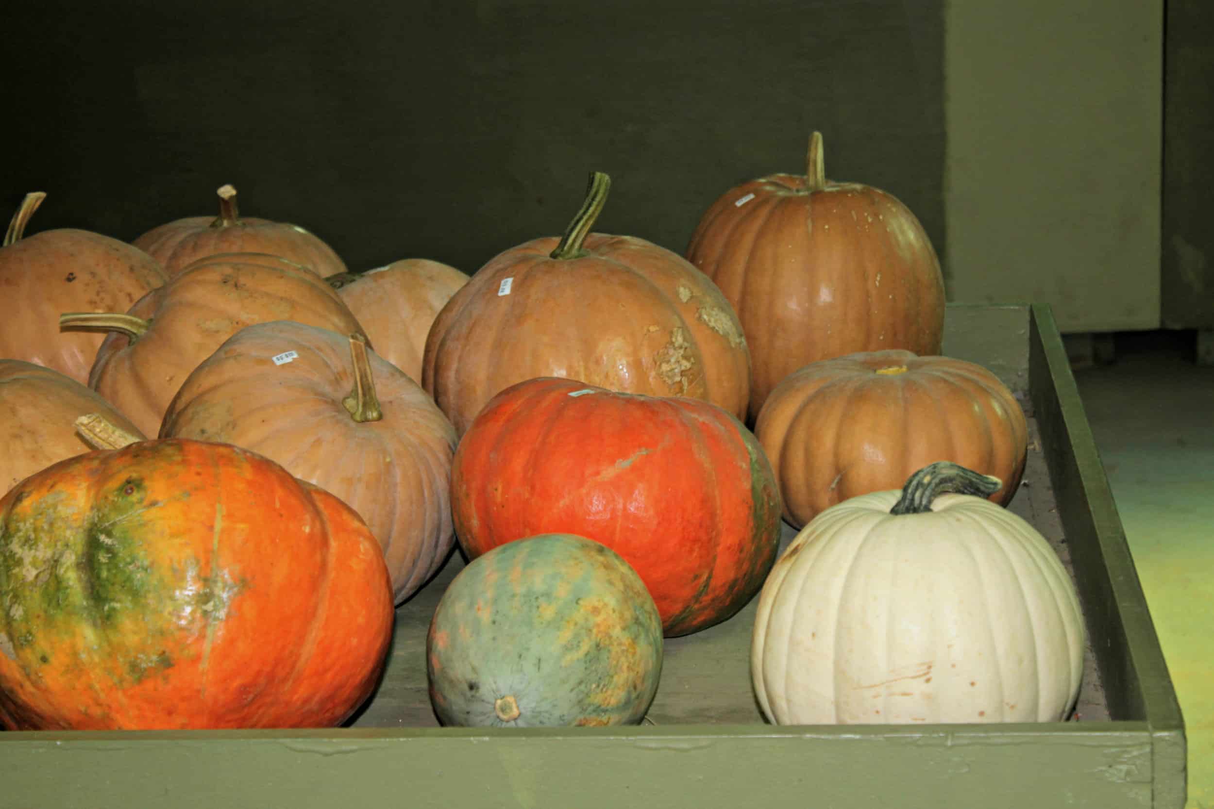 Along with pre-picked apples, pumpkins, gourds and other fall decorative vegetables are sold in the Sky Top market for great prices and multiple options for anyone to enjoy.