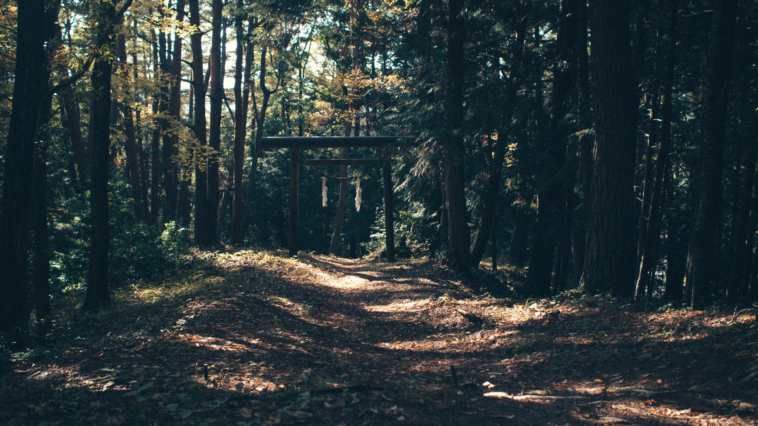 Picture courtesy of Unsplash.com