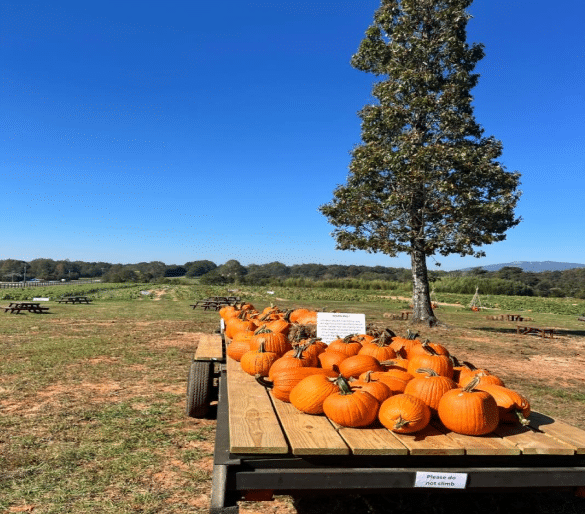 A blooming legacy: Thompson family farms 