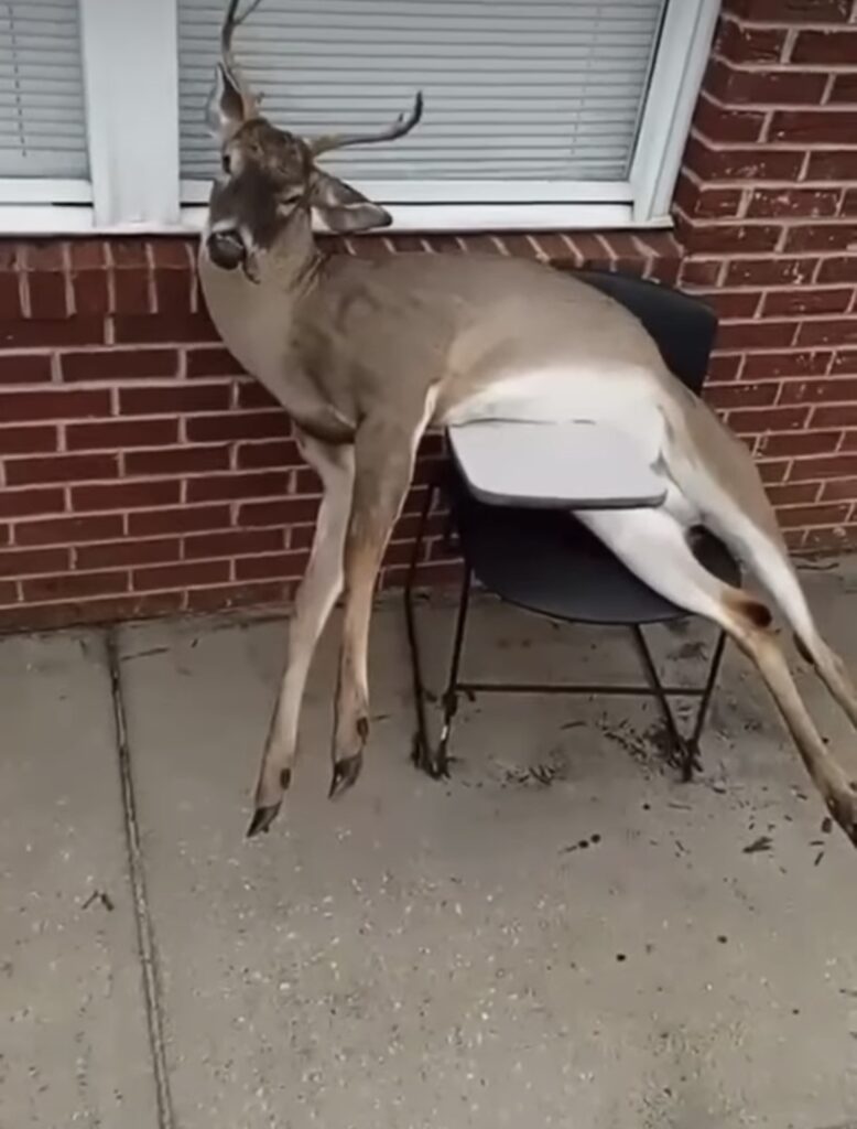 The desk deer: A bizarre prank